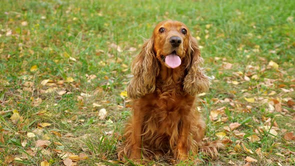 Spaniel with Long Tongue and Brown Fur Sits on Green Meadow