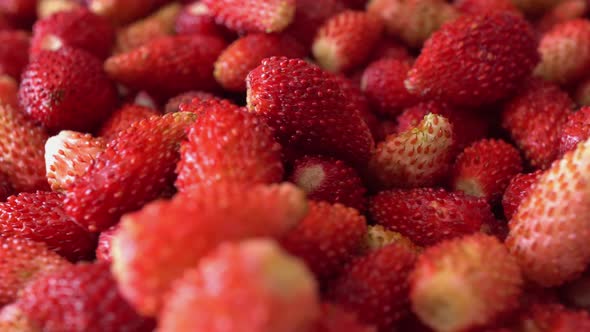 Rotation Macro Wild Strawberry