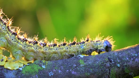 Small Tortoiseshell Aglais Urticae Caterpillar