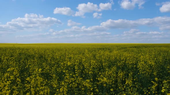 Rapeseed Field in Cloudy Weather