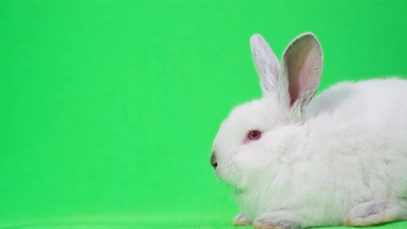 Fluffy White Bunny on a Background of Chromakey Looking at the Camera and Sniffing Green Screen