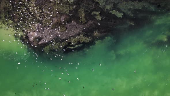 Flock of birds fly off from rocks at estuary; drone top down shot