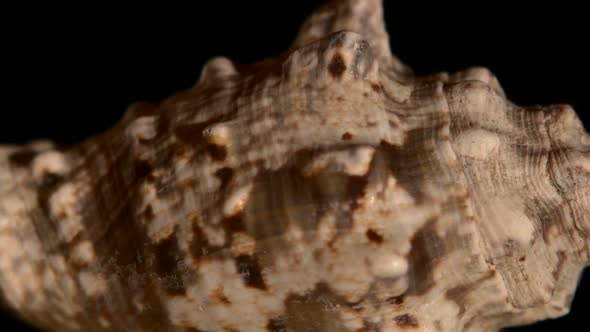 Beige Marine Sea Shell Isolated on Black, Rotation, Reflection, Close Up