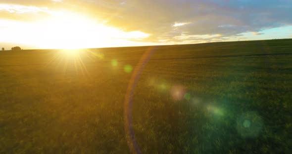 Flight Above Rural Summer Landscape with Endless Yellow Field at Sunny Summer Evening. Agricultural