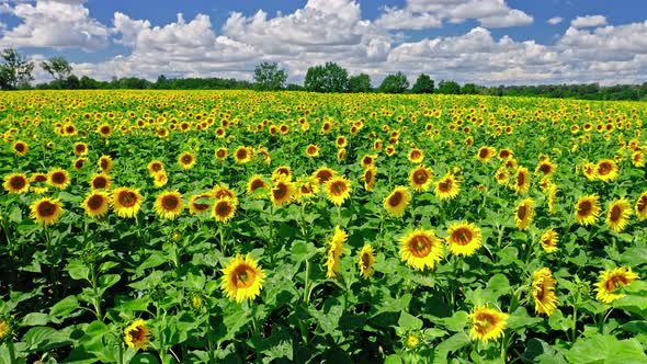 Sunflower oil production. Sunflower field in summer. Agriculture in Poland