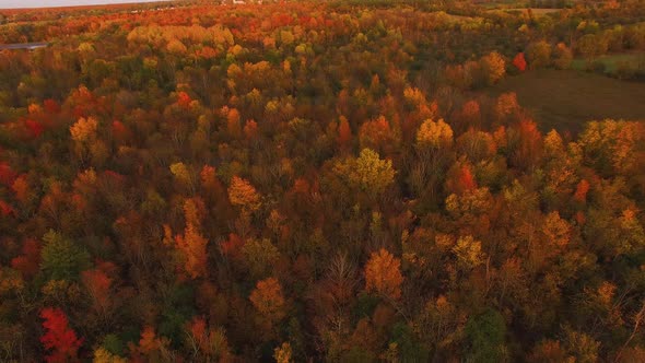 Sunset aerial view of amazing fall foliage flying over colorful hardwoods full of autumn colors. Sea