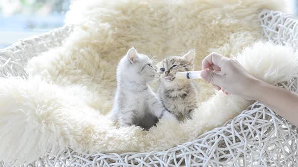 Asian Woman Feeding Kittens By Syring