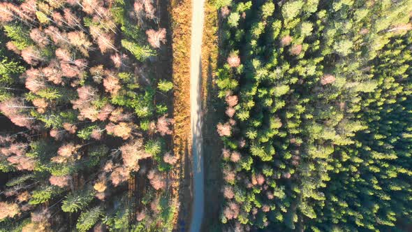 Drone footage, top.view, of a colourful autumn forest and a road between the trees. Filmed in realti