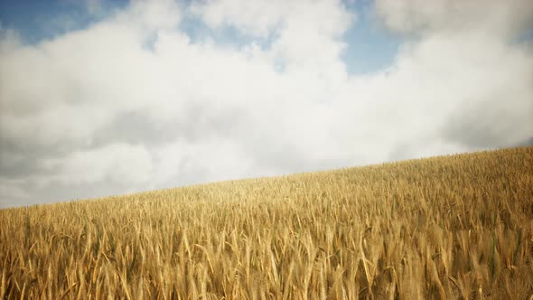 Ripe Yellow Rye Field Under Beautiful Summer Sunset Sky with Clouds alt