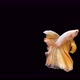 Siamese fighting fish (Betta splendens) - VideoHive Item for Sale