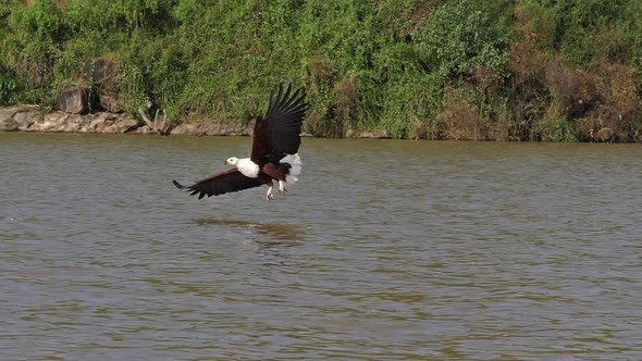 African Fish-Eagle, haliaeetus vocifer, Adult in flight, Fish in Claws, Fishing at Baringo Lake