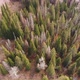 Aerial Shot of Autumn Forest in Siberian Natural Park Stolby - VideoHive Item for Sale