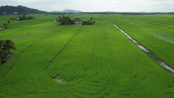 The Paddy Rice Fields of Kedah and Perlis, Malaysia