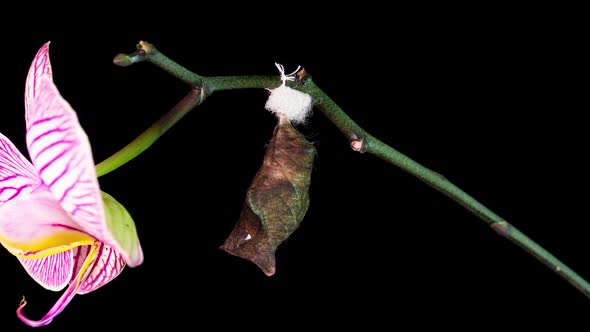 the Process of Emergence of Owl Butterfly From the Pupa Time Lapse the Butterfly Is Born From the