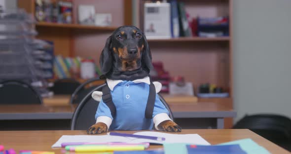 Adorable Smart Dachshund Puppy in Blue School Uniform Like Diligent Student Answers Question of