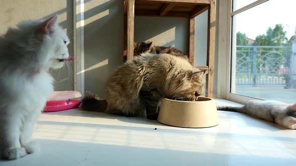 Cute Cats Eating Dry Food From A Bowl