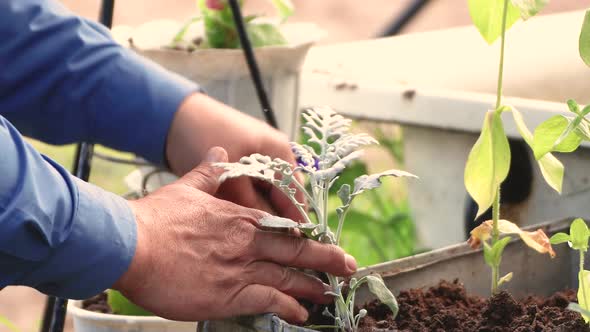 Male Hands Carefully Plant a Flower on a Flower Bed in a Pot Closeup