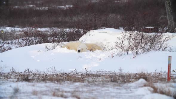 Polar bears cuddle together for midday nap in the snow; Manitoba, Canada