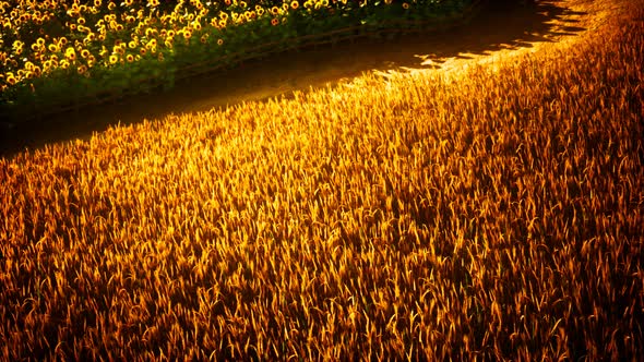 Golden Wheat Field and Sunny Day