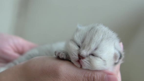 Asian Woman Hand Holding Newborn Kitten