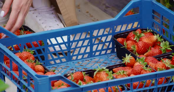 Close Up of Female Hands Arranging Boxes with Strawberries