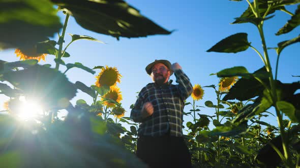 Amusing Pretty Senior Bearded Happy Farmer Dancing in the Sunflower Field at Sunset
