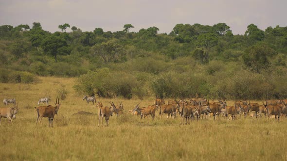 Common eland herd and zebras in Masai Mara