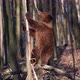 Adult brown bear in the spring forest peels the bark from a tree - VideoHive Item for Sale