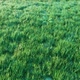 Natural Lawn Grass - VideoHive Item for Sale