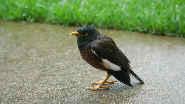 Asian Myna Shakes Its Soaking Wet Body On A Footpath