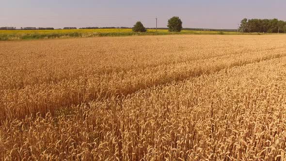 Golden Field, Trees and Sky