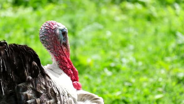 Big Turkey Walks Around the Yard