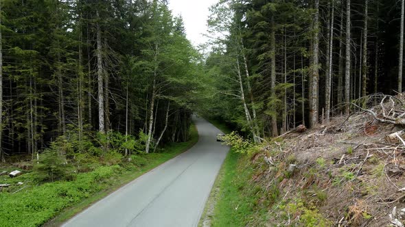 A lone SUV dives away into a dark dense treeline of evergreen forest, aerial