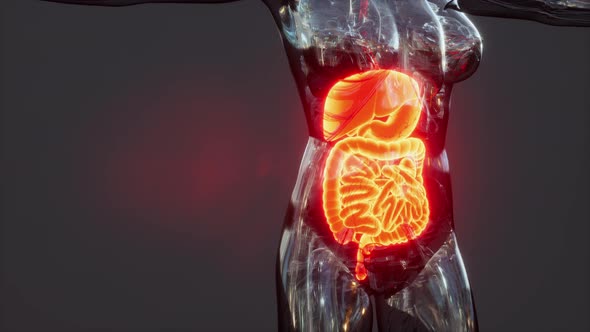 Anatomy of Human Body with Digestive System