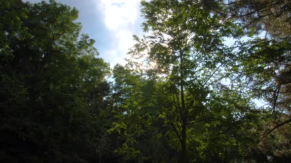 Sun flare behind trees