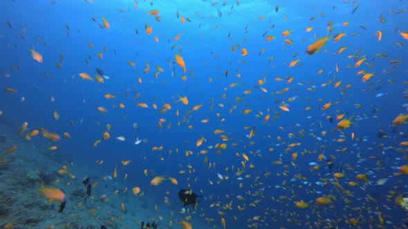 Blue Water Coral Reef Fish