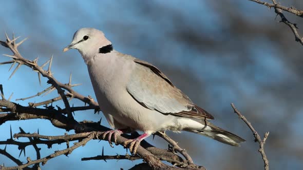 Cape Turtle Dove Perched On A Branch