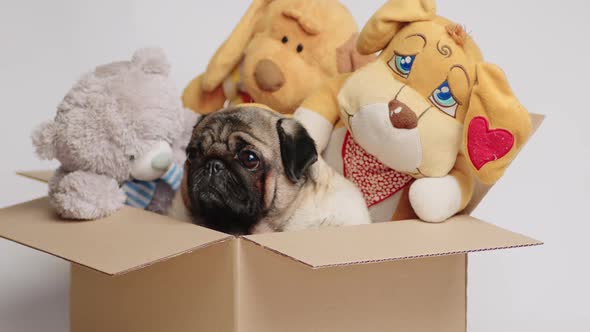 Cute Pug in a Cardboard Box with Stuffed Toys