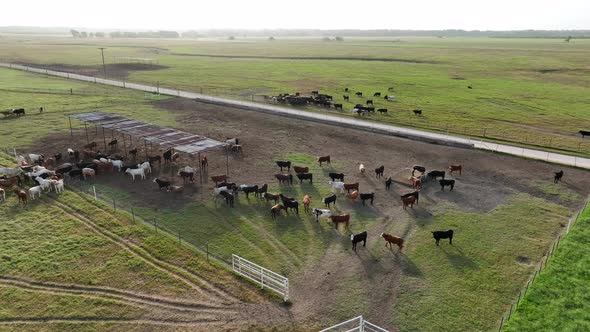Calves and heifers graze on grassland in rural USA. Aerial orbit.