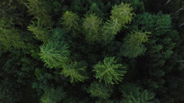 Smooth flight with a drone over a green forest with fir trees in germany, idyllic natural scenery.