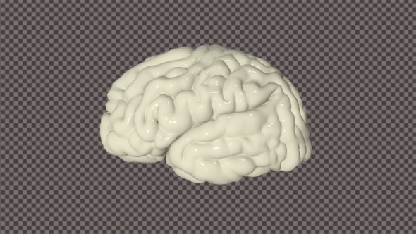 3D Brain rotates