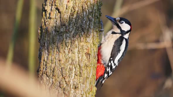 Great Spotted Woodpecker Dendrocopos Major on a Tree Stump Looks for Insects