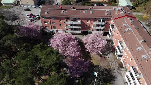 Aerial of blooming cherry trees outside apartment complex, establishing shot