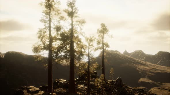 Cliff with Trees and Light of the Sun alt