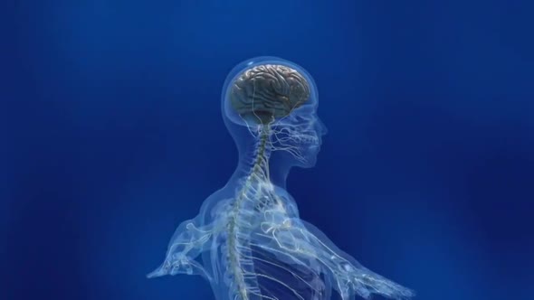 The Human nervous system 3d medical animation