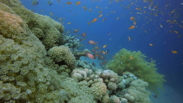 Underwater Colorful Scenery