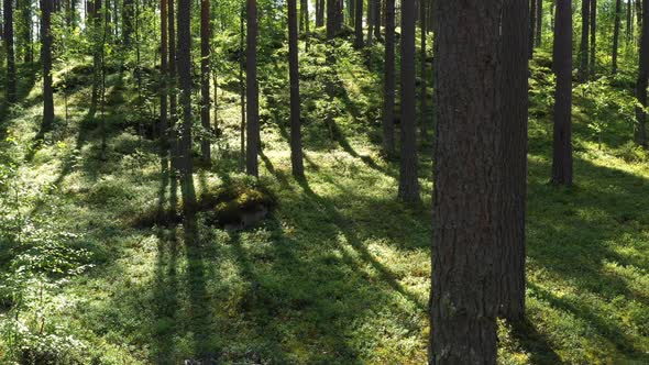 Fly at the evergreen forest on a summer sunny day