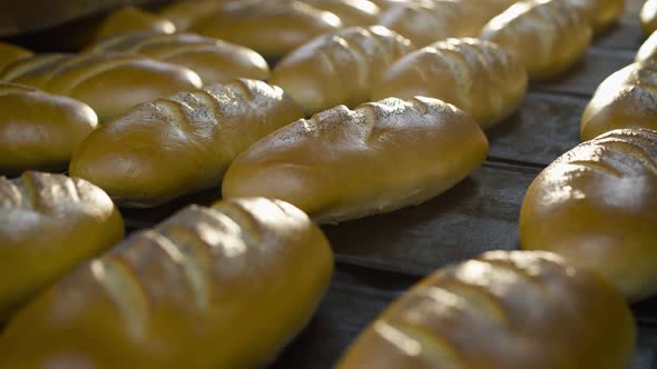 Background of Fresh Wheat Loaves on Production Black Trays in a Bread Factory