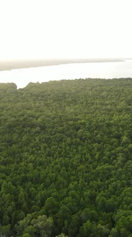 Tanzania  Coast of Zanzibar Island Covered with Thickets Slow Motion