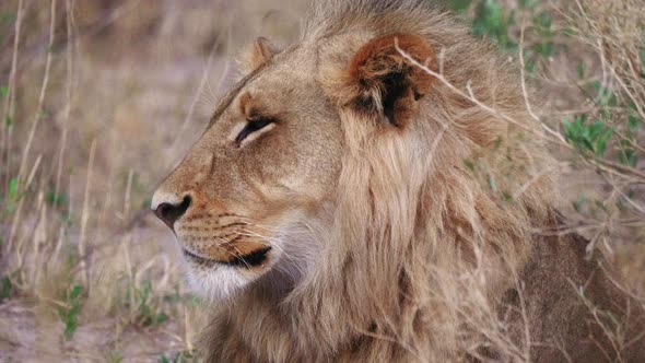 Proud male lion looks into the distance. Telephoto shot, close up on head.